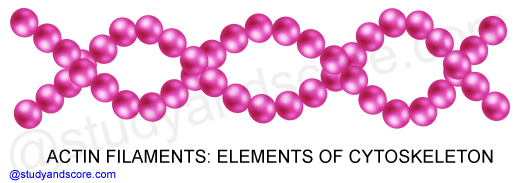 intermediate filaments, cytoskeleton, structure and function, organelles, microtubules, actin filaments